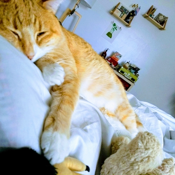 Meet your Posher, Alexis - Picture 3 of 4